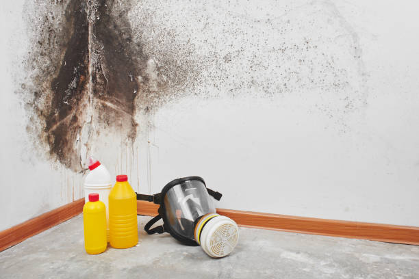 Best Bathroom Mold Remediation in Wilson, PA